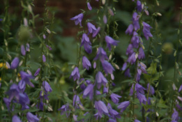 Campanula rapunculoidesAkkerklokje bestellen